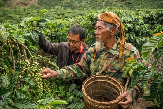 INDONESIA SUMATRA