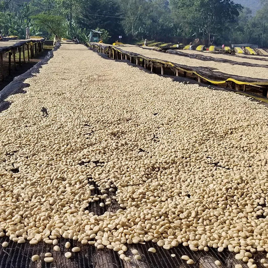 ETHIOPIAN YIRGACHEFFE